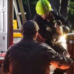 Запорізькі рятувальники допомогли трьом тваринам за добу