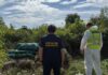 На Дніпропетровщині поліцейські викрили незаконне вирощування конопель та збут канабісу: вилучено понад 20 кг наркотичного засобу та понад 1,3 тисячі рослин