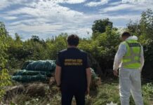 На Дніпропетровщині поліцейські викрили незаконне вирощування конопель та збут канабісу: вилучено понад 20 кг наркотичного засобу та понад 1,3 тисячі рослин