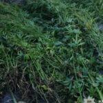 Незаконно вирощували коноплі у Кам’янському: перед судом постануть двоє містян