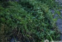 Незаконно вирощували коноплі у Кам’янському: перед судом постануть двоє містян