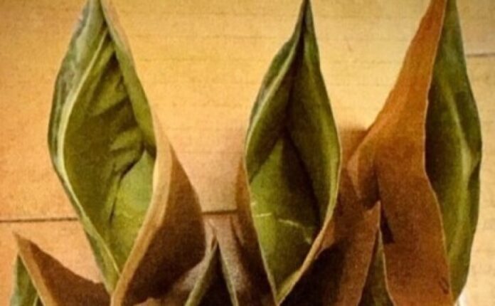 kratom