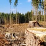 На Запоріжжі за незаконну вирубку понад 1200 дерев стягнули 5 млн грн збитків
