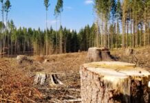 На Запоріжжі за незаконну вирубку понад 1200 дерев стягнули 5 млн грн збитків