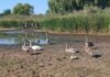 На Дніпропетровщині рятують родину лебедів із пересохлої водойми