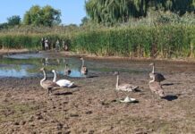 На Дніпропетровщині рятують родину лебедів із пересохлої водойми