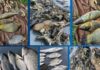Збитки майже 194 тисячі грн: на Дніпропетровщині та Запоріжжі виявили два випадки незаконного рибальства