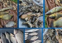 Збитки майже 194 тисячі грн: на Дніпропетровщині та Запоріжжі виявили два випадки незаконного рибальства
