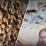 На Дніпропетровщині сільраду зобов’язали сплатити майже 1,1 мільйона гривень за незаконну вирубку дерев