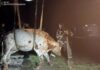 У Павлоградському районі рятувальники визволили корову, яка впала в траншею