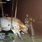 У Павлоградському районі рятувальники визволили корову, яка впала в траншею