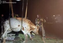 У Павлоградському районі рятувальники визволили корову, яка впала в траншею