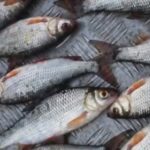 Незаконна риболовля у Кам’янському: рибпатруль викрив браконьєрів