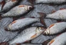 Незаконна риболовля у Кам’янському: рибпатруль викрив браконьєрів